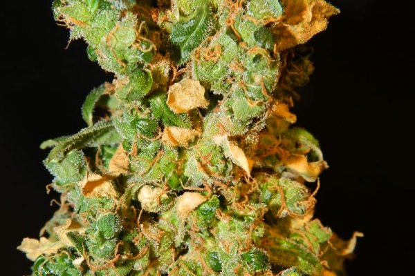 Зайти на кракен без тора