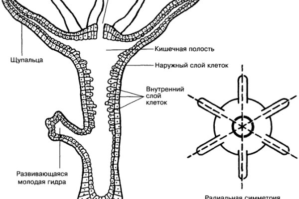 Кракен дарксайд